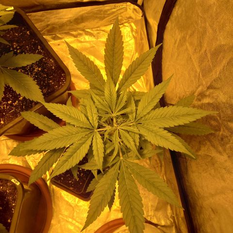 Génétique inconnue growlog timeline photo