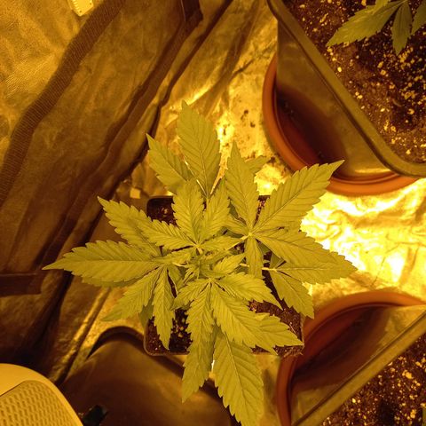 Génétique inconnue growlog timeline photo