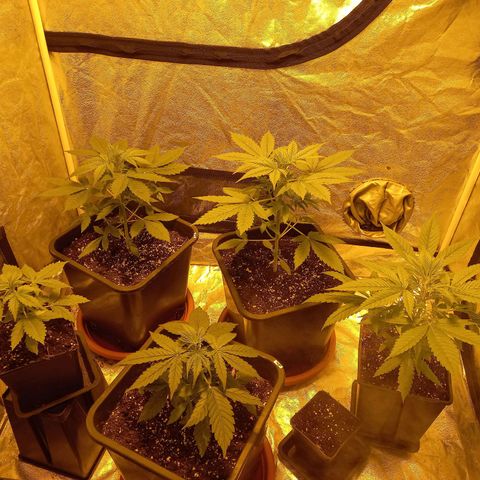 Génétique inconnue growlog timeline photo