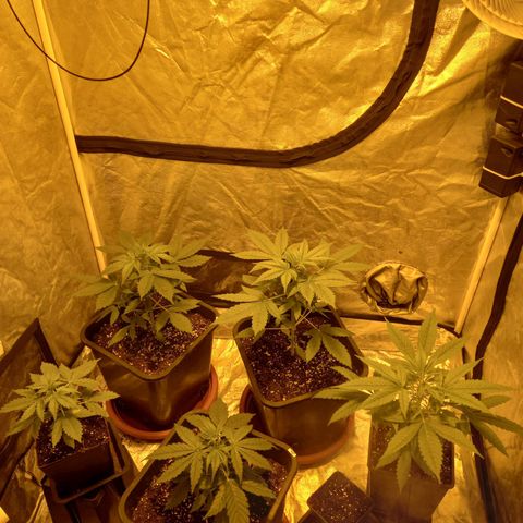 Génétique inconnue growlog timeline photo