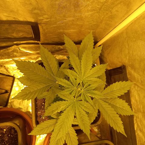 Génétique inconnue growlog timeline photo