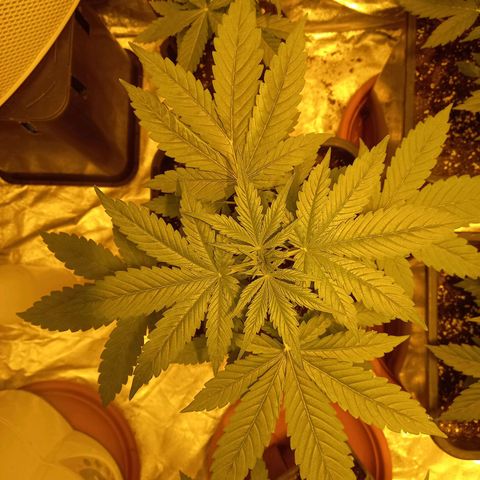 Génétique inconnue growlog timeline photo