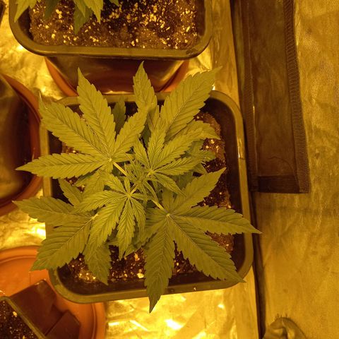 Génétique inconnue growlog timeline photo