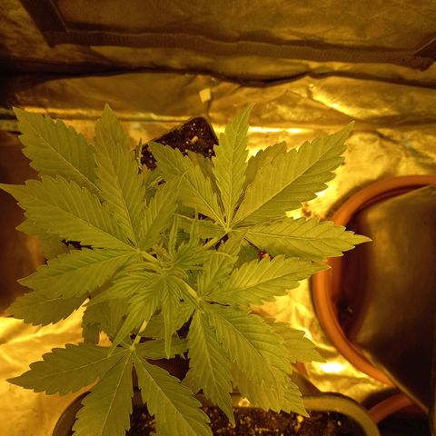 Génétique inconnue growlog timeline photo