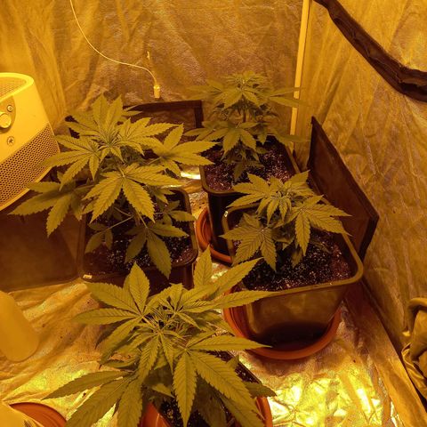 Génétique inconnue growlog timeline photo