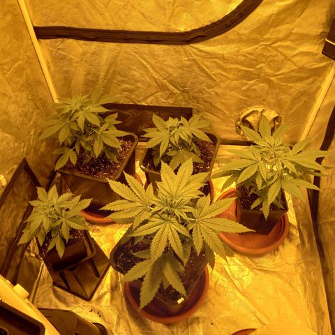Génétique inconnue growlog timeline photo