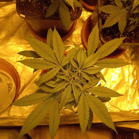 Génétique inconnue growlog timeline photo