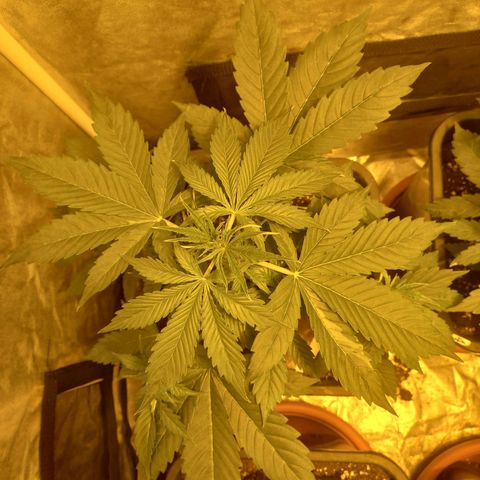 Génétique inconnue growlog timeline photo