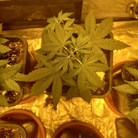 Génétique inconnue growlog timeline photo