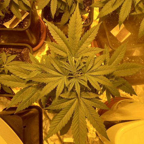 Génétique inconnue growlog timeline photo
