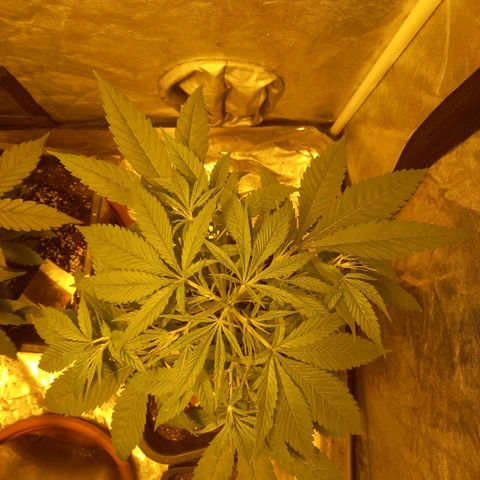Génétique inconnue growlog timeline photo