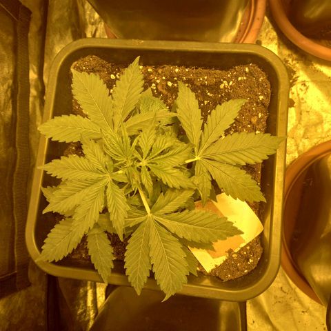 Génétique inconnue growlog timeline photo