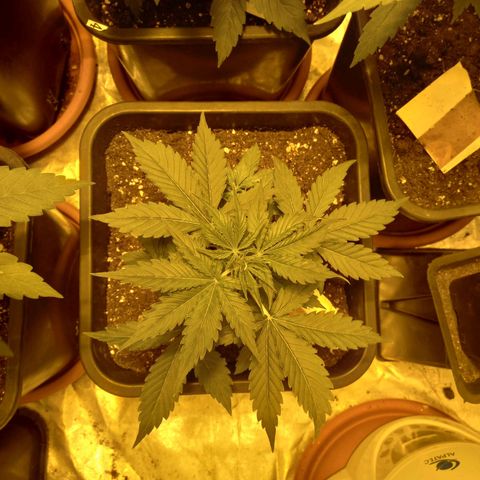 Génétique inconnue growlog timeline photo