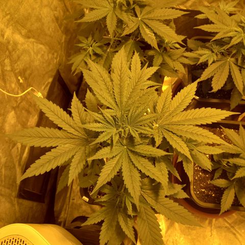 Génétique inconnue growlog timeline photo
