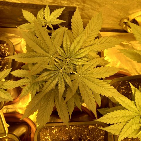 Génétique inconnue growlog timeline photo