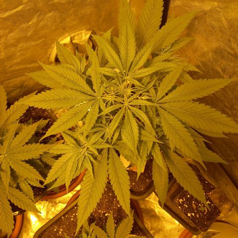 Génétique inconnue growlog timeline photo