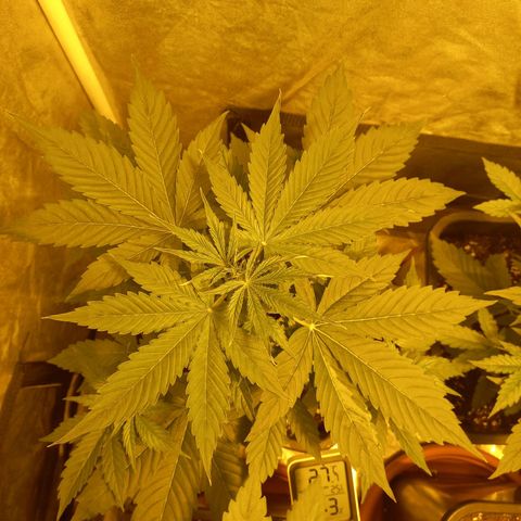 Génétique inconnue growlog timeline photo