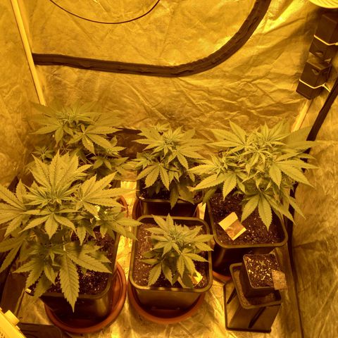 Génétique inconnue growlog timeline photo