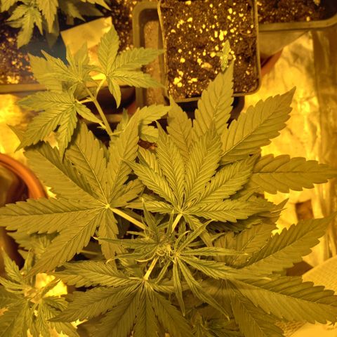 Génétique inconnue growlog timeline photo
