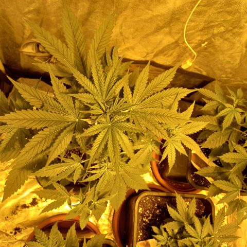 Génétique inconnue growlog timeline photo