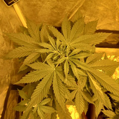 Génétique inconnue growlog timeline photo