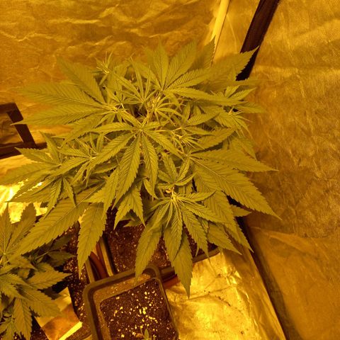 Génétique inconnue growlog timeline photo