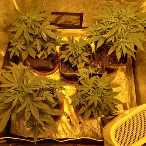 Génétique inconnue growlog timeline photo