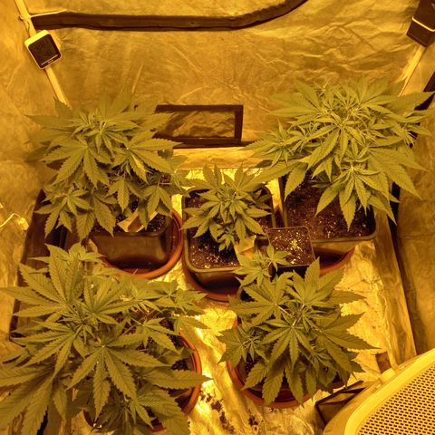 Génétique inconnue growlog timeline photo