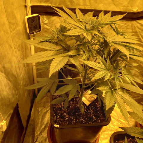 Génétique inconnue growlog photo: 1