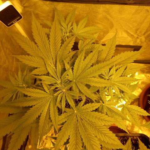 Génétique inconnue growlog photo: 1