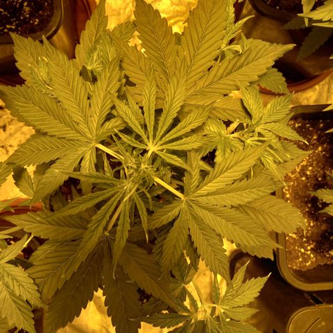 Génétique inconnue growlog photo: 4