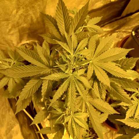 Génétique inconnue growlog photo: 3