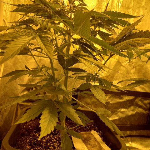 Génétique inconnue growlog photo: 3