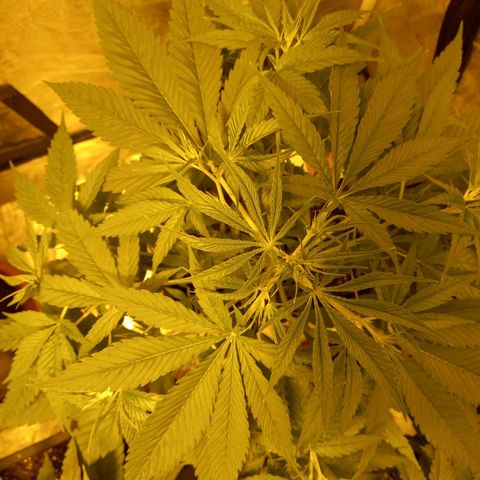 Génétique inconnue growlog timeline photo