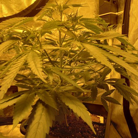 Génétique inconnue growlog timeline photo