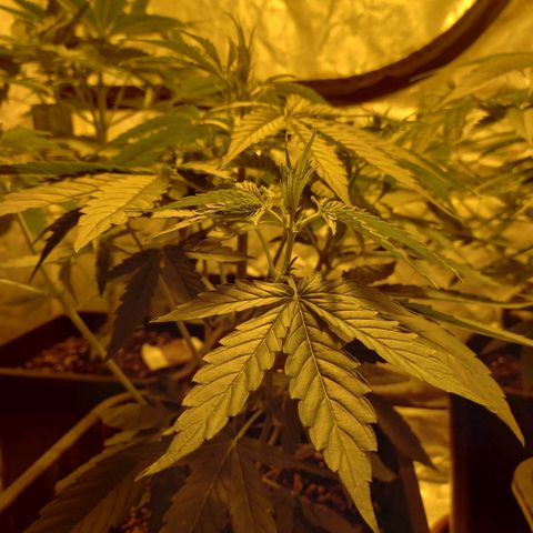 Génétique inconnue growlog photo: 4