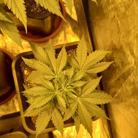 Génétique inconnue growlog timeline photo
