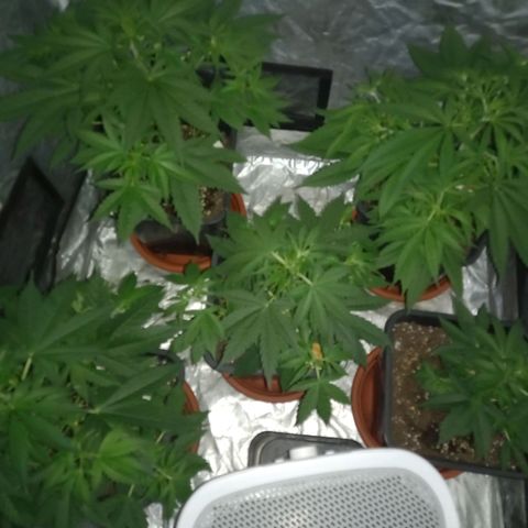 Génétique inconnue growlog timeline photo