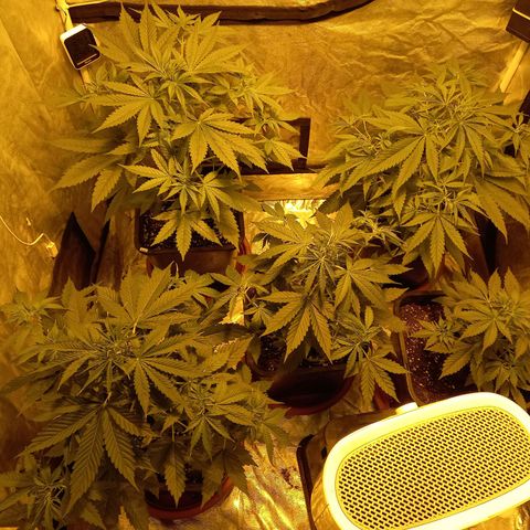 Génétique inconnue growlog photo: Au matin avent l'arrosage. 
