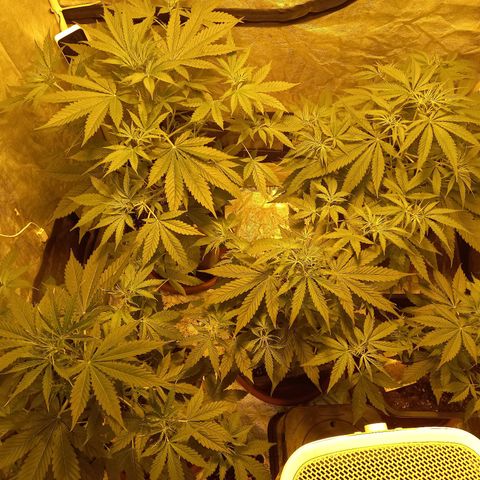 Génétique inconnue growlog timeline photo