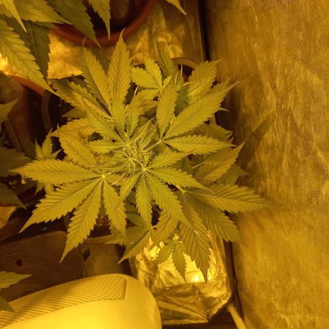 Génétique inconnue growlog timeline photo