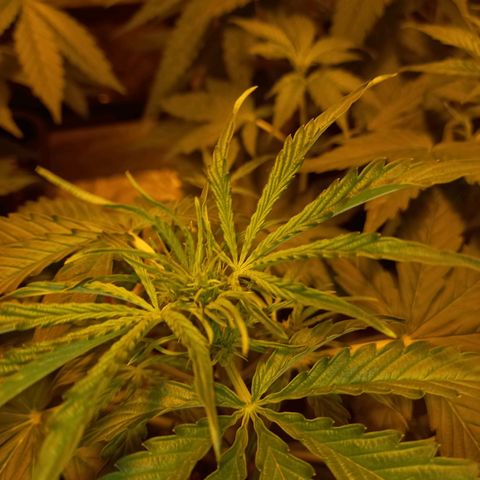 Génétique inconnue growlog timeline photo
