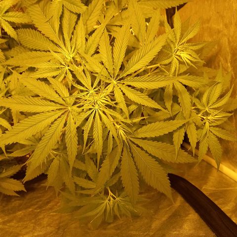 Génétique inconnue growlog photo: 29 jours 
