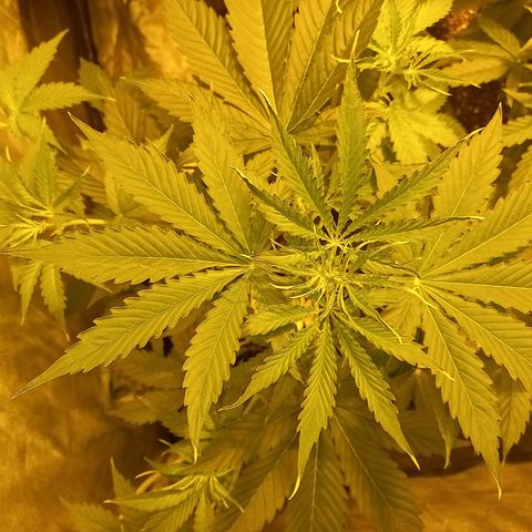 Génétique inconnue growlog photo: 29 jours 