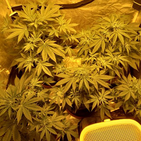 Génétique inconnue growlog photo: 29 jours 