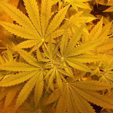 Génétique inconnue growlog photo: 29 jours 