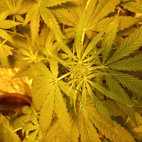 Génétique inconnue growlog photo: 29 jours 