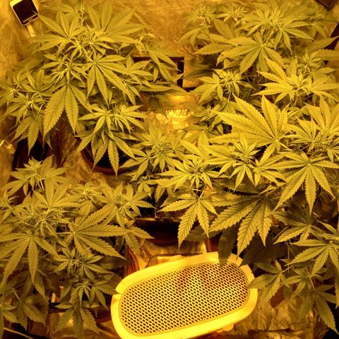 Génétique inconnue growlog photo: Le rinssage est fait le 29/07/2021