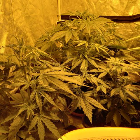 Génétique inconnue growlog photo: Le rinssage est fait le 29/07/2021