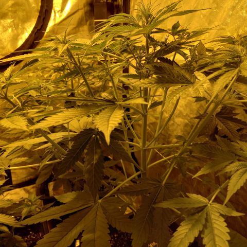 Génétique inconnue growlog photo: Le rinssage est fait le 29/07/2021